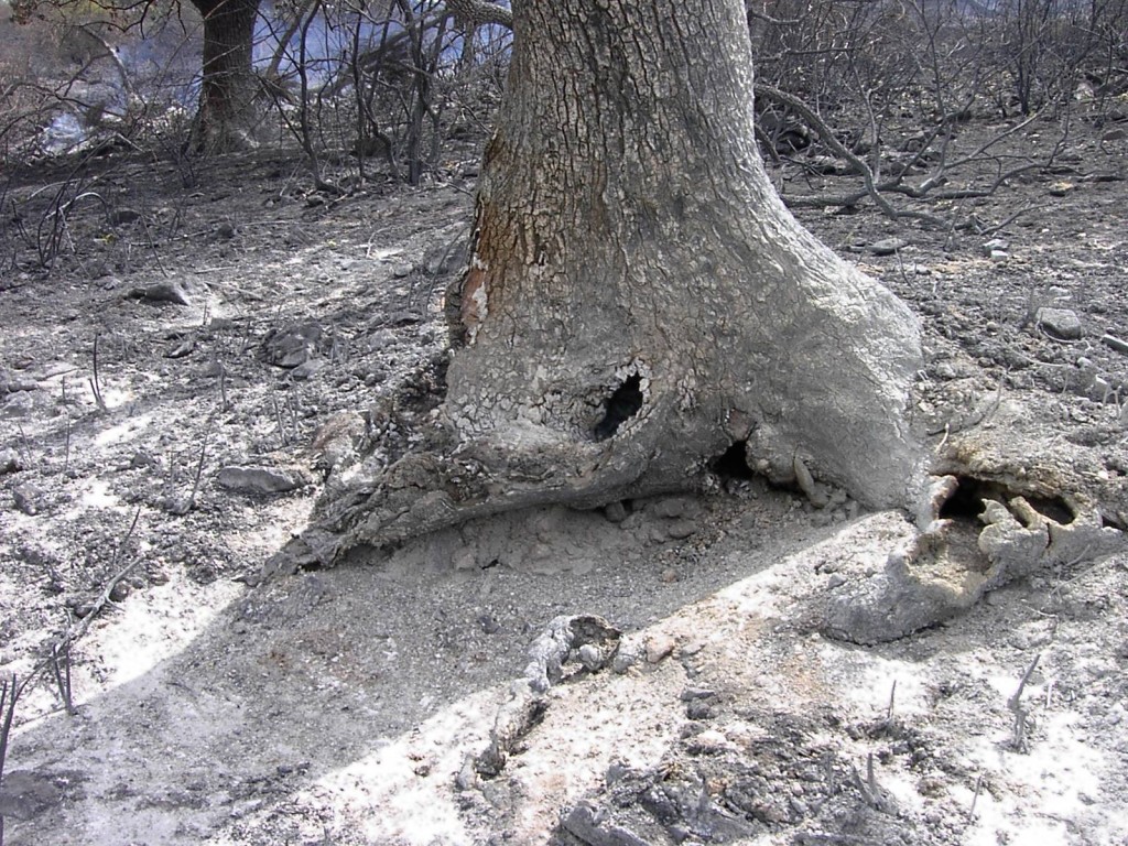 Tronco quemado